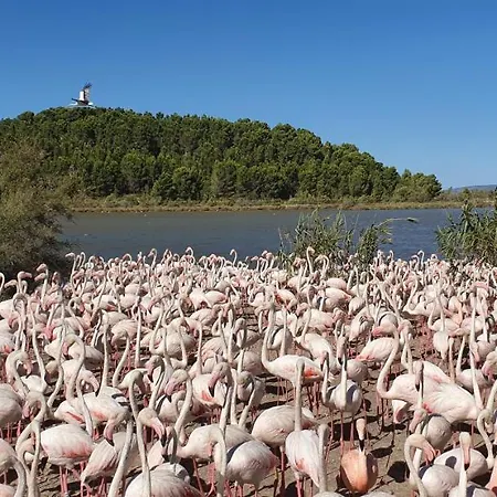 L'alsace 2* Narbonne